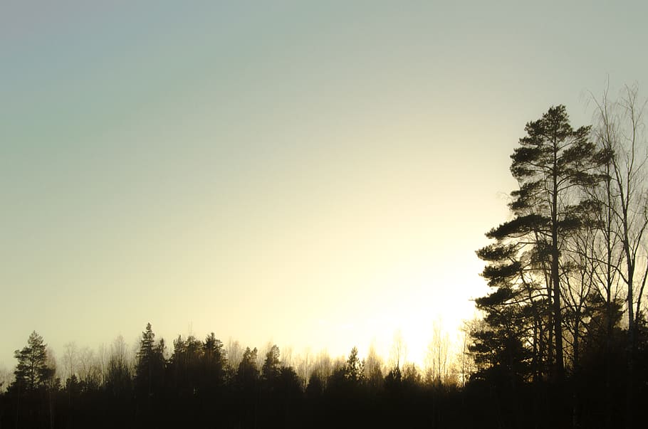 finland, korpo, trees, forest, autumn, winter, winter is coming HD wallpaper