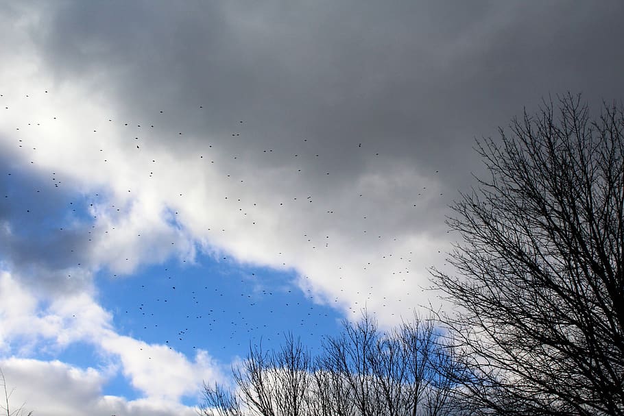 trees, sky, birds, cloud - sky, low angle view, plant, no people HD wallpaper