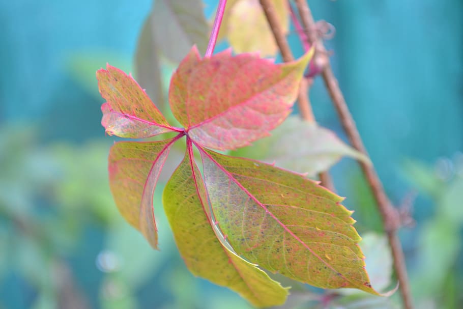 leaf, grape, wine, nature, plant, plant part, close-up, beauty in nature, HD wallpaper