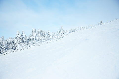 tree, winter, snow, mountain, ski, resort, summit, white, panorama HD wallpaper