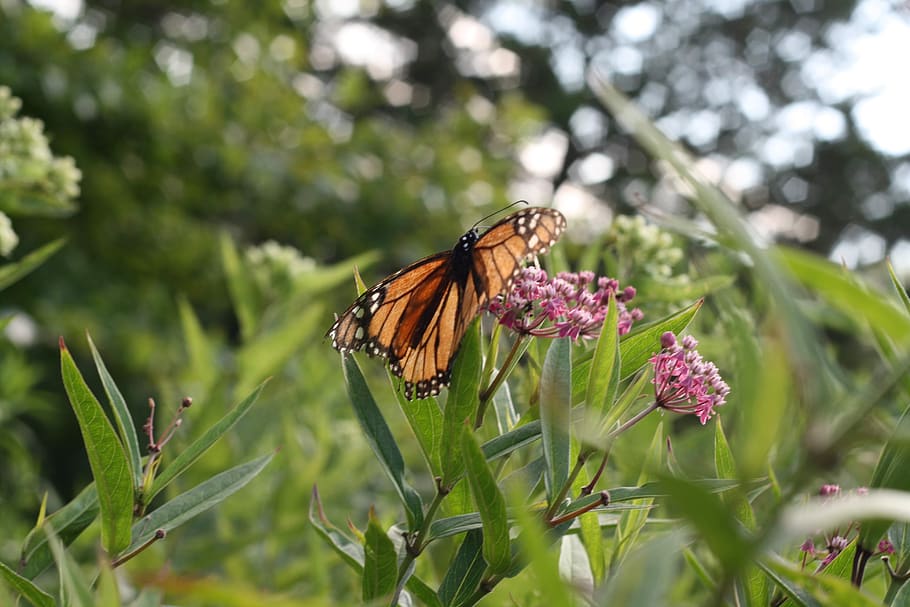 butterfly, flower, sun, summer, pink flower, orange, black HD wallpaper