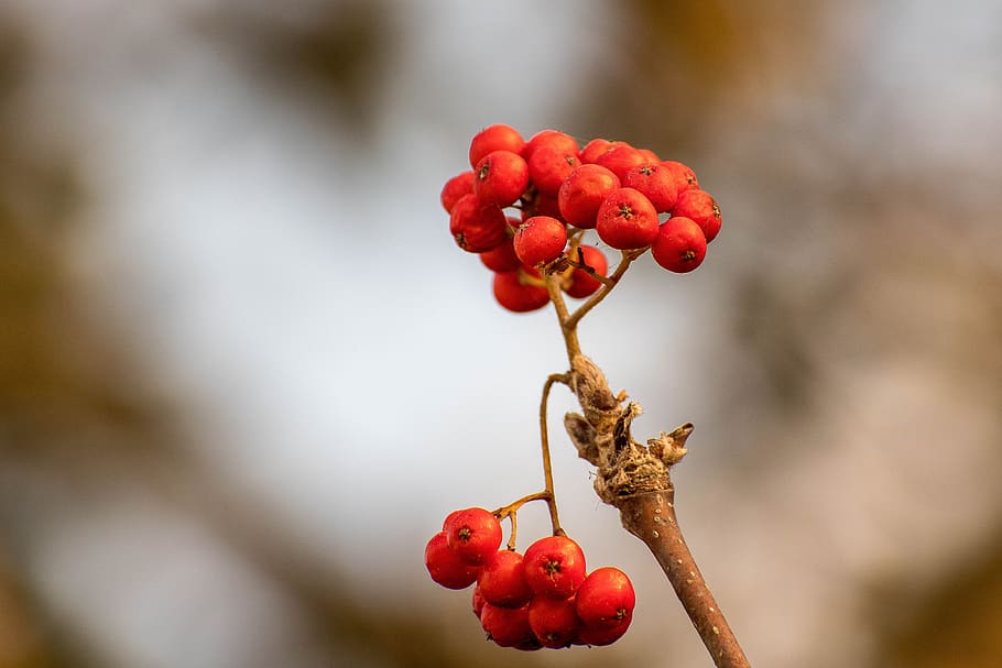 fruit, fruits, autumn, tree, macro, forest, nature, color, red HD wallpaper