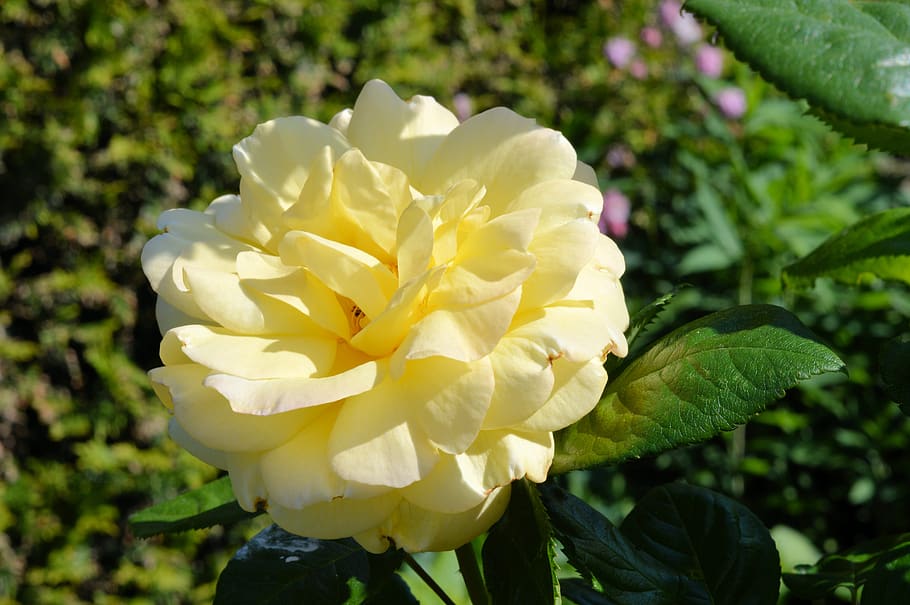 rose, yellow, flower, flowering plant, beauty in nature, petal HD wallpaper