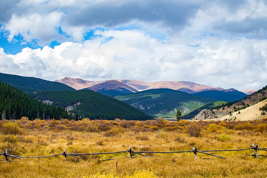 trees, forest, mountains, summit, ridge, meadow, field, fence HD wallpaper