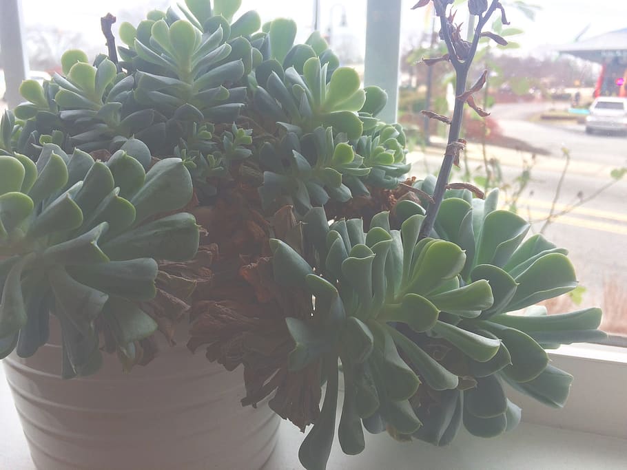 plant, succulent, inside, growth, green color, potted plant HD wallpaper