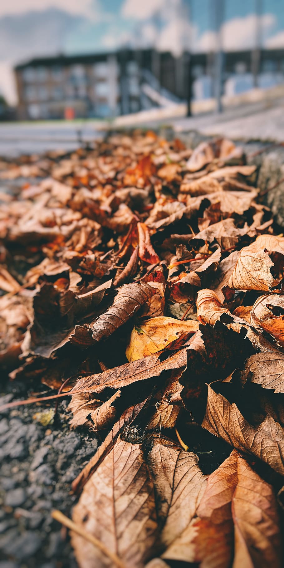 dry, leaf, plant part, change, autumn, nature, leaves, fragility HD wallpaper