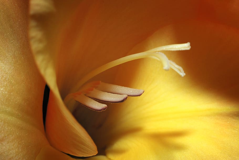 macro, yellow, flower, freshness, flowering plant, beauty in nature HD wallpaper