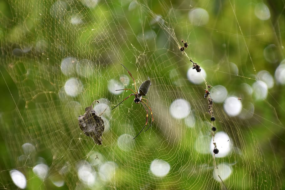spider, web, jungle, brazil, nature, animals, spider web, animal themes HD wallpaper