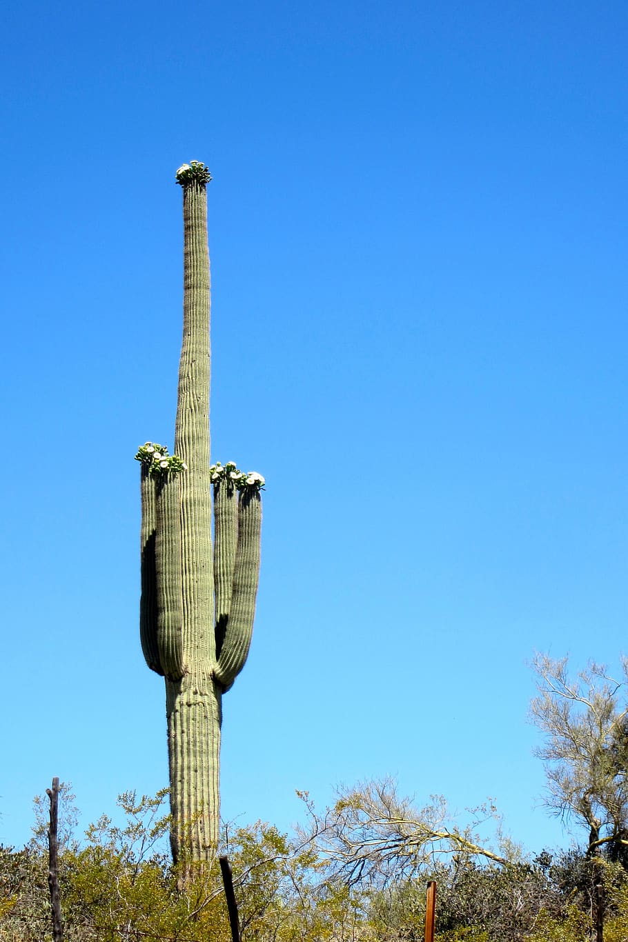 saguaro, cactus, desert, bloom, outdoor, southwest, sky, clear sky HD wallpaper