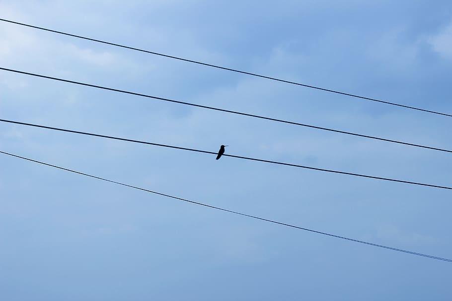 colibri, bird, sky, cable, animal wildlife, vertebrate, animals in the wild HD wallpaper