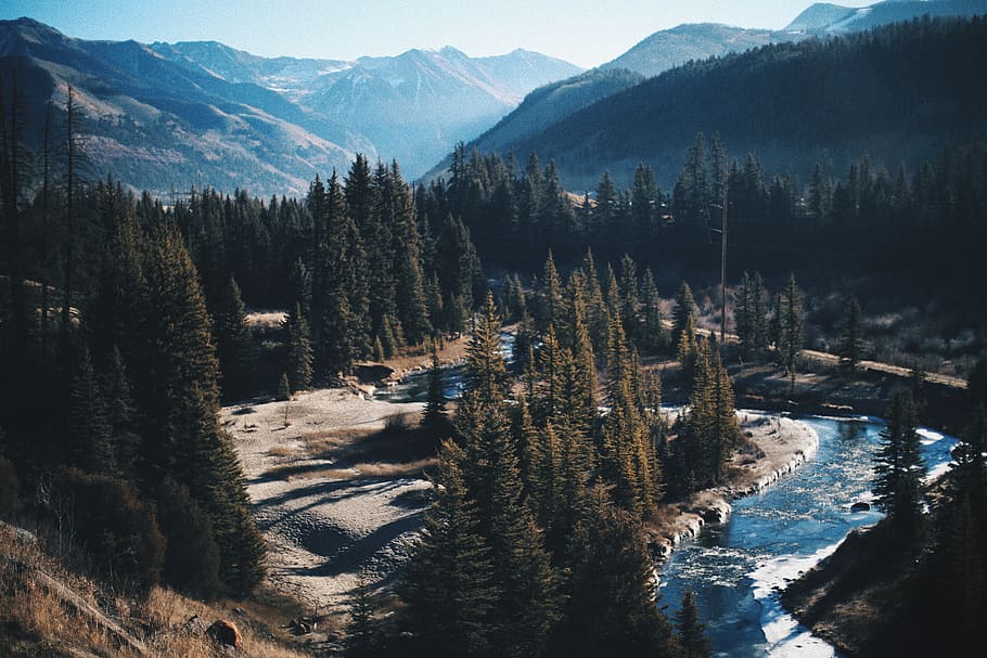 pine trees near river with mountain range during daytime, plant HD wallpaper