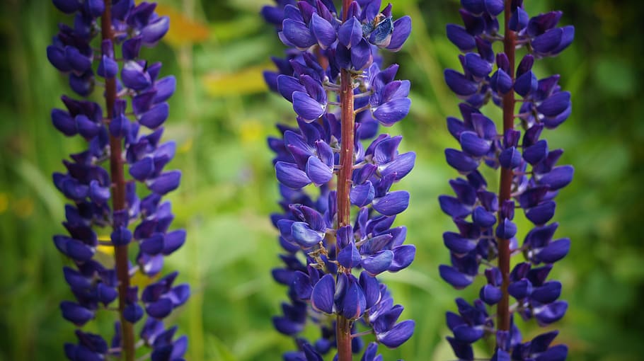 flowers, blue, pattern, bells, purple, flowering plant, beauty in nature HD wallpaper