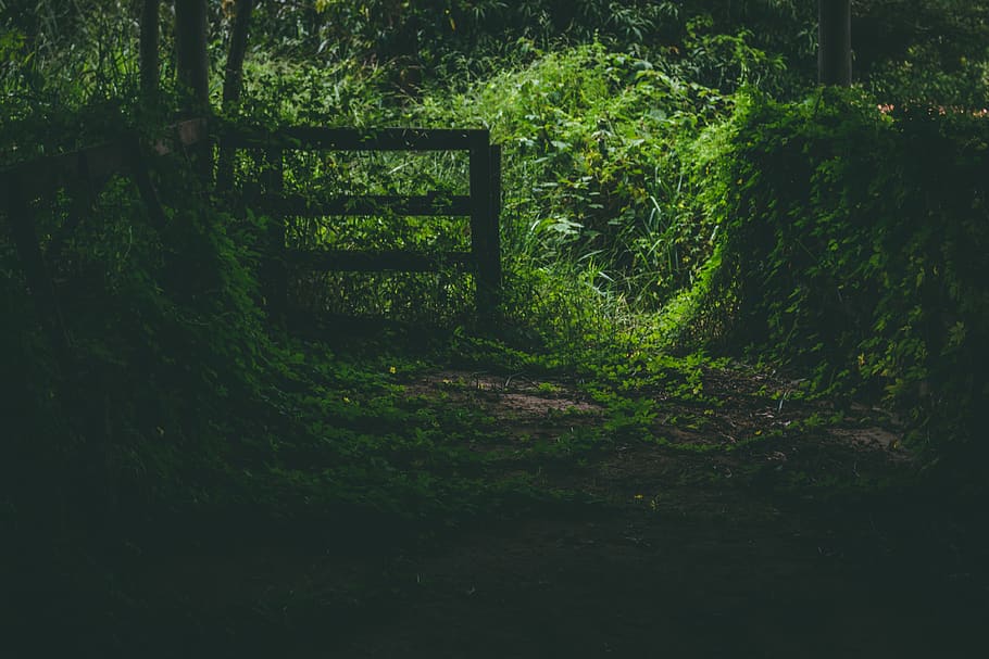green, nature, forest, plant, tree, growth, land, green color HD wallpaper