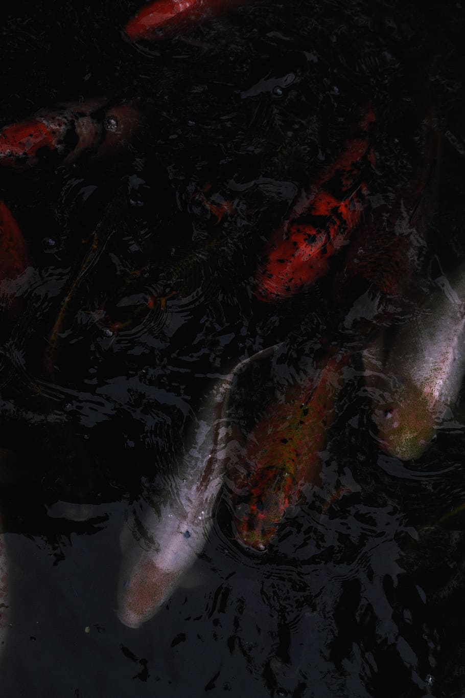 argentina, buenos aires, koi carp, swimming, water, group of animals HD wallpaper