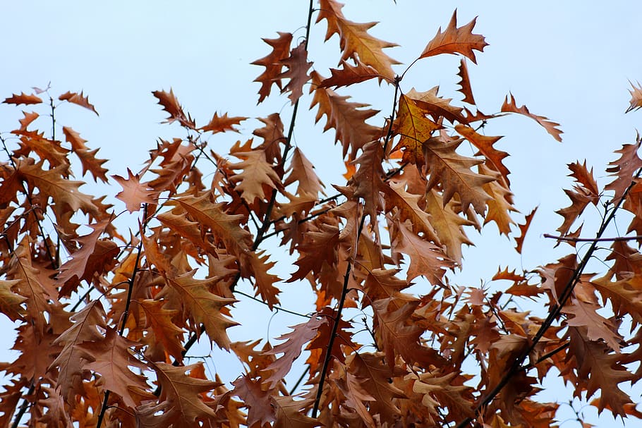 foliage, oak, in the fall, tree, nature, branch, oak leaves HD wallpaper