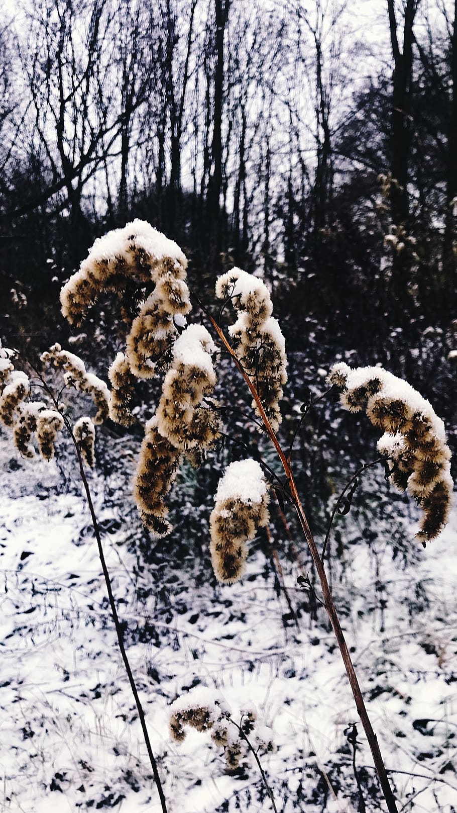 germany, köln, zündorf groov, nature winter, winter flowers, HD wallpaper