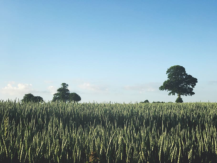 france, carnet, sky, corn, tree, blue, fields, plant, growth HD wallpaper