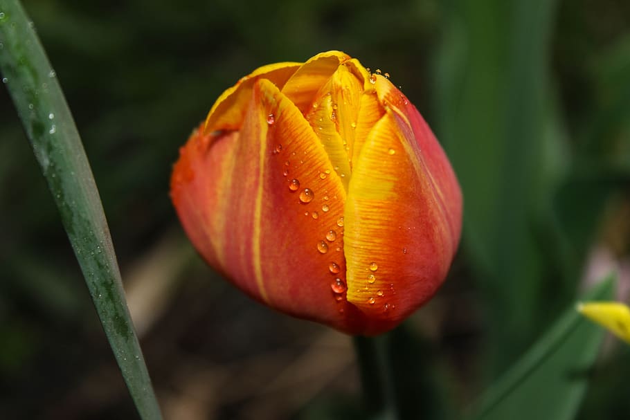 tulip, drip, orange, yellow, green, flower, spring, raindrop HD wallpaper
