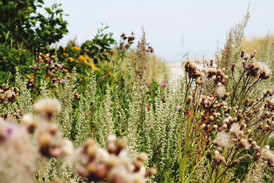 denmark, summer, beach, nature, flowers, plant, growth, selective focus HD wallpaper