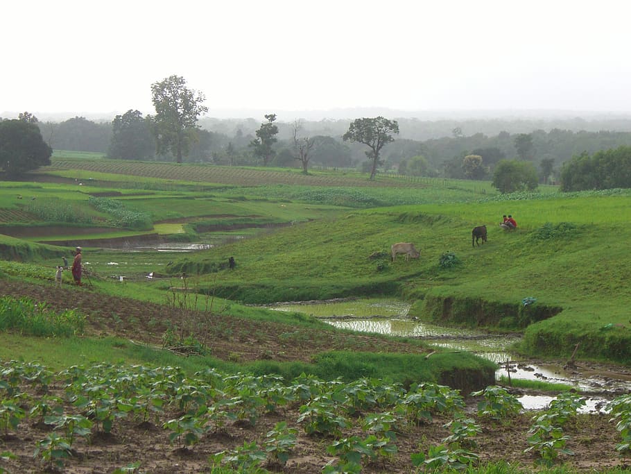 india, karnataka, fields, farming, landscape, plant, environment HD wallpaper