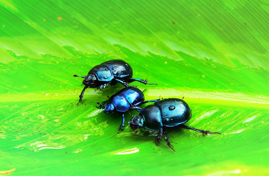 three black insects on green leaf, invertebrate, animal wildlife HD wallpaper