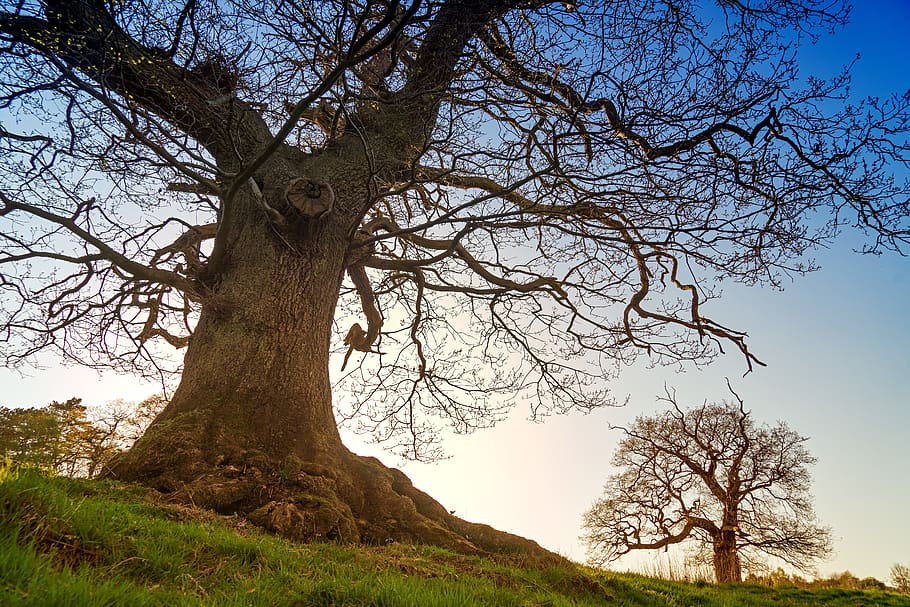 tree, plant, tree trunk, oak, sunlight, automobile, sports car HD wallpaper