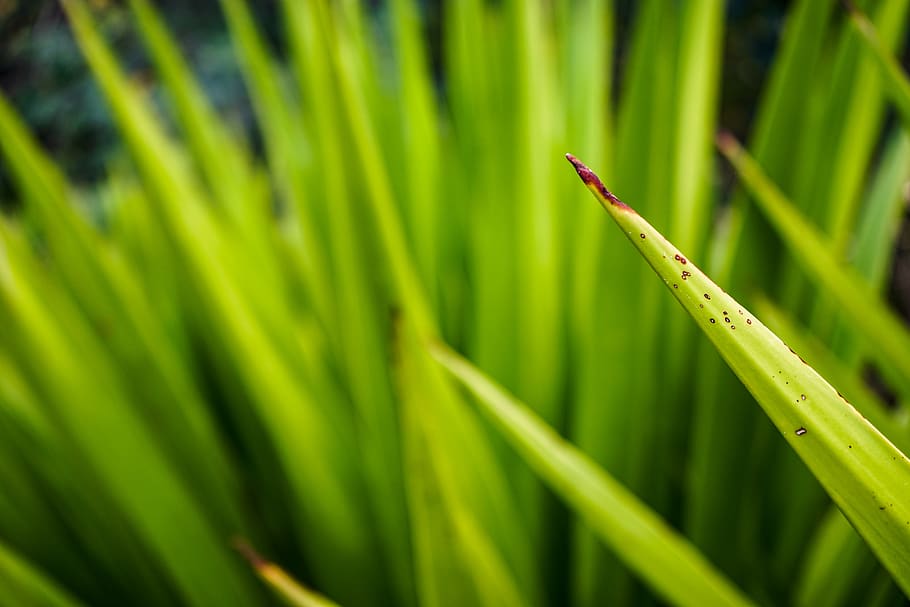 green grass outdoor, plant, flora, north shore, waialua, united states HD wallpaper