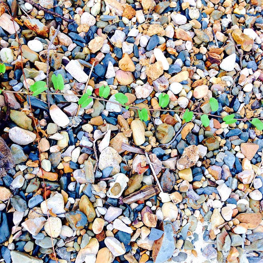 gravel, plant, pattern, full frame, large group of objects HD wallpaper