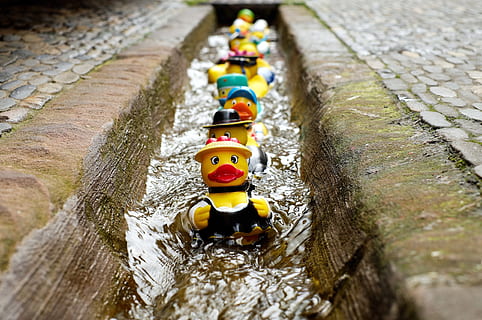 Yellow Duckies in Line on a Concrete Floor, bath ducks, blur HD wallpaper