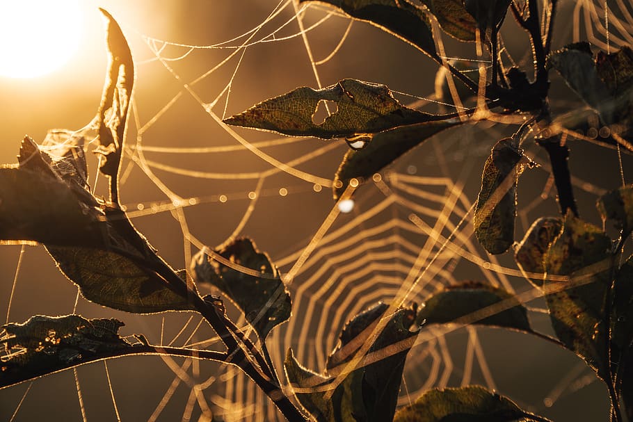 green leaf and branches, spider, plant, spider web, abstract HD wallpaper