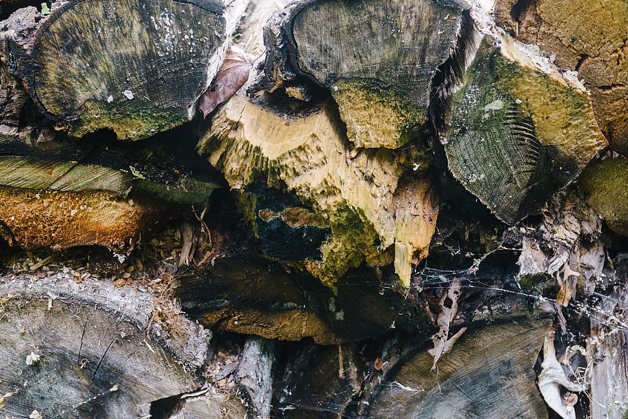 Rotten wood with cobwebs, abstract, background, bark, black, brown HD wallpaper