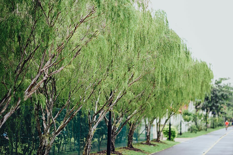green trees beside road, plant, human, person, willow, outdoors HD wallpaper