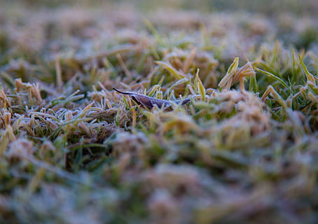 ice, iced, cold, froid, glace, glacé, glacée, gelé, gelée HD wallpaper