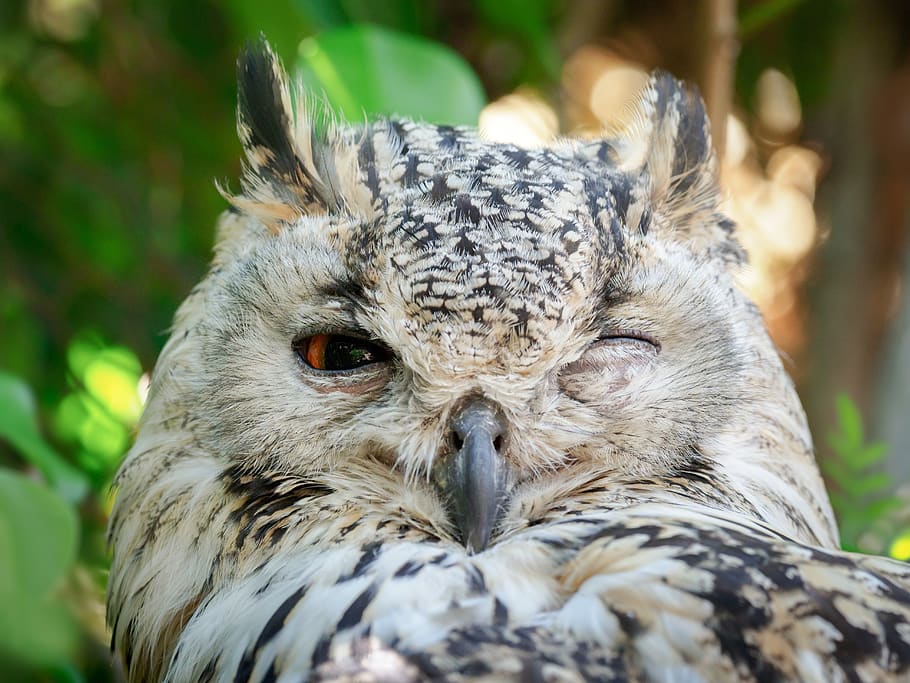 bengal eagle owl, bird, animal, nature, head, beak, wildlife, HD wallpaper