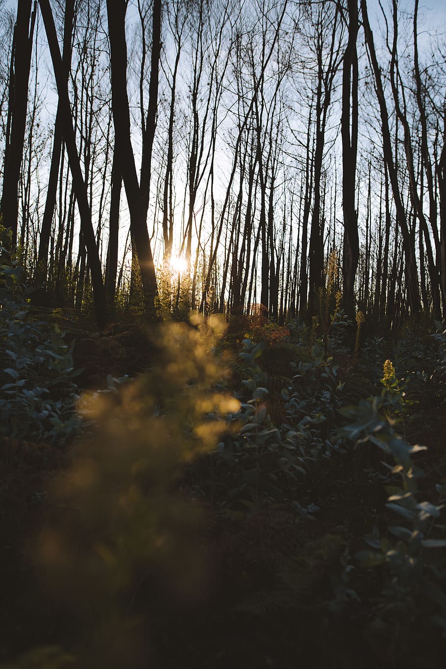 sun ray piercing through trees, light, flare, sunlight, vegetation HD wallpaper