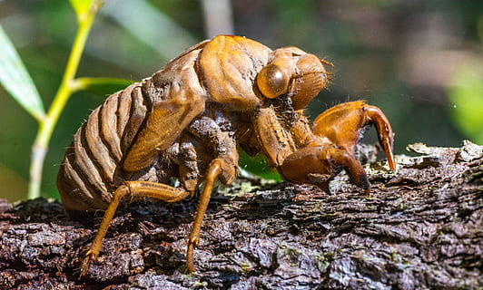 insect, macro, cicada shell, plant, nature, bush, queensland HD wallpaper