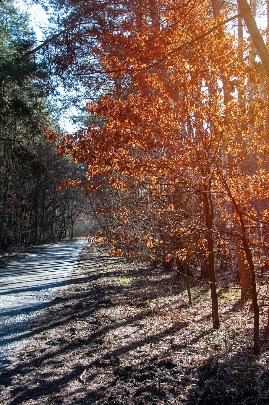 forest, tree, foliage, konary, red, autumn, winter, nature HD wallpaper