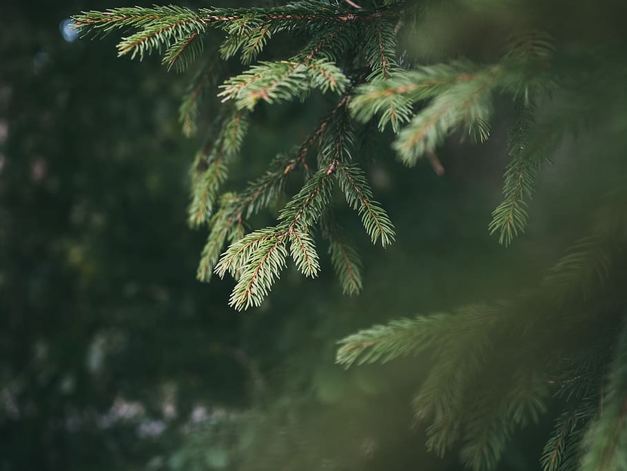 green pine trees, spruce, conifer, forest, fir, close up, blurred HD wallpaper