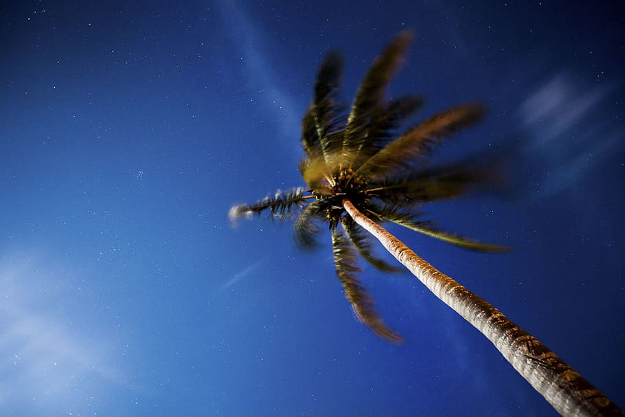 trees, coconut, nature, clouds, sky, sea, beach, ocean, water HD wallpaper