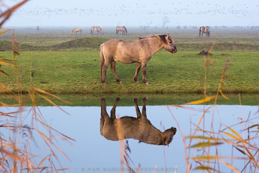 horses, mirror image, reflection, water, oostvaardersplassen HD wallpaper