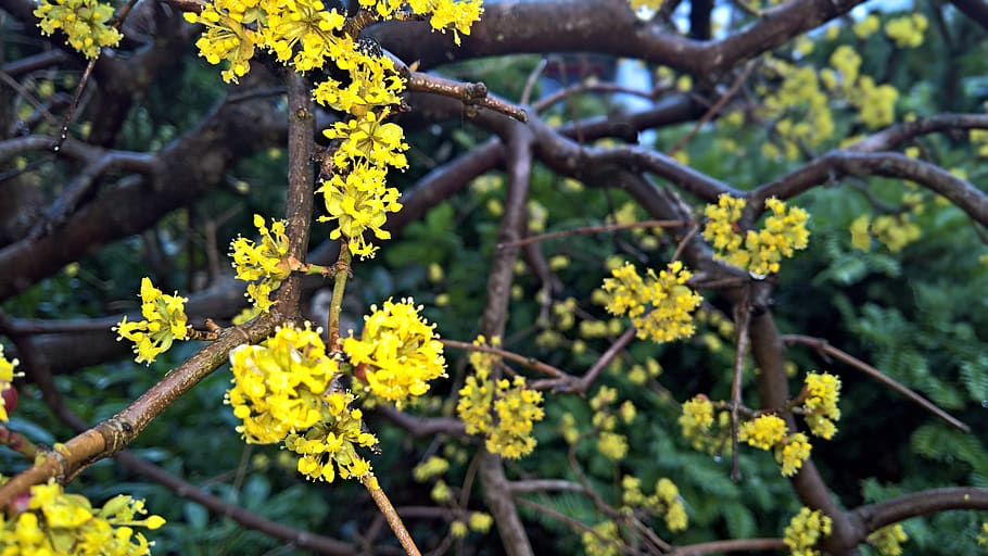 flowers, tree, spring, branches, umbels, yellow flowers, bud HD wallpaper