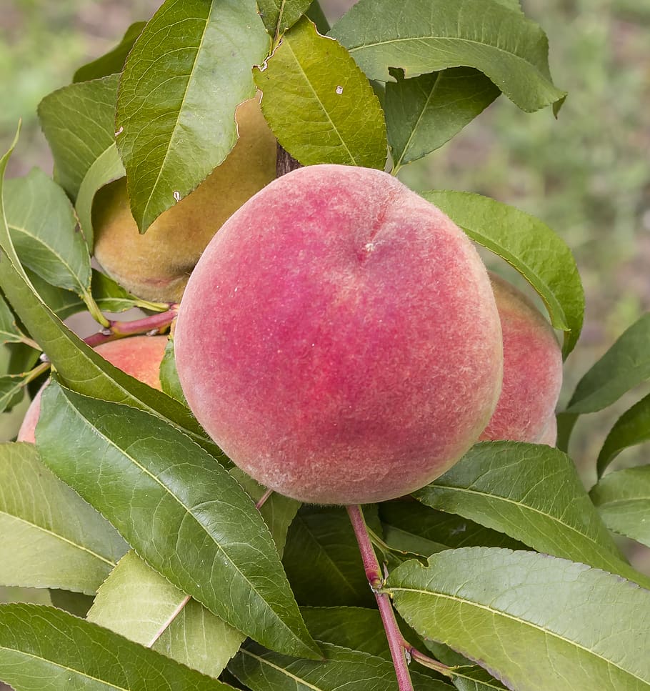 peach, autumn rack, fruit, stone, mature, summer, succulent HD wallpaper