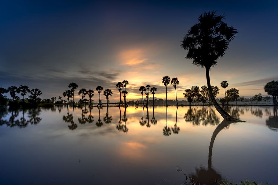scenery, palm, tree, sunrise, sky, nature, full color, asia HD wallpaper
