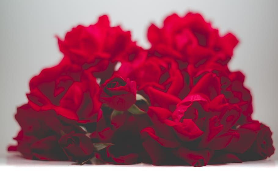 flower, flowering plant, red, rose, rose - flower, beauty in nature HD wallpaper