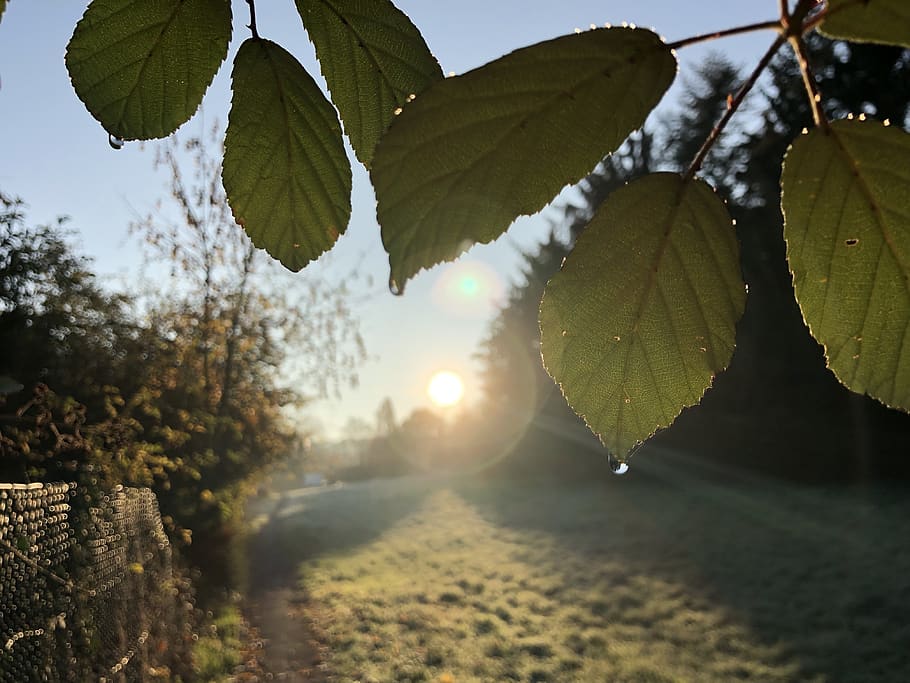 rain, forest, meadow, sun, leaf, plant part, nature, beauty in nature, HD wallpaper