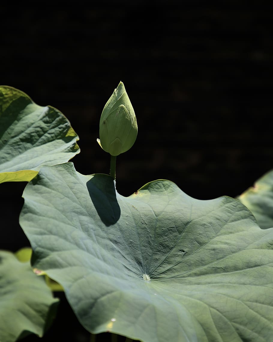 green-leafed plant, plant part, growth, beauty in nature, close-up HD wallpaper