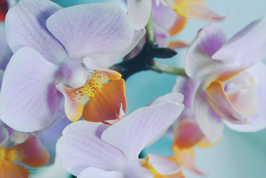 flower, macro, flowering plant, petal, vulnerability, fragility HD wallpaper