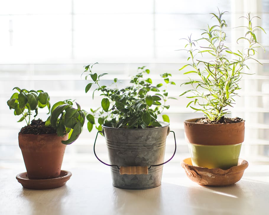 three green-leafed plants in pot, indoor herb garden, gardening