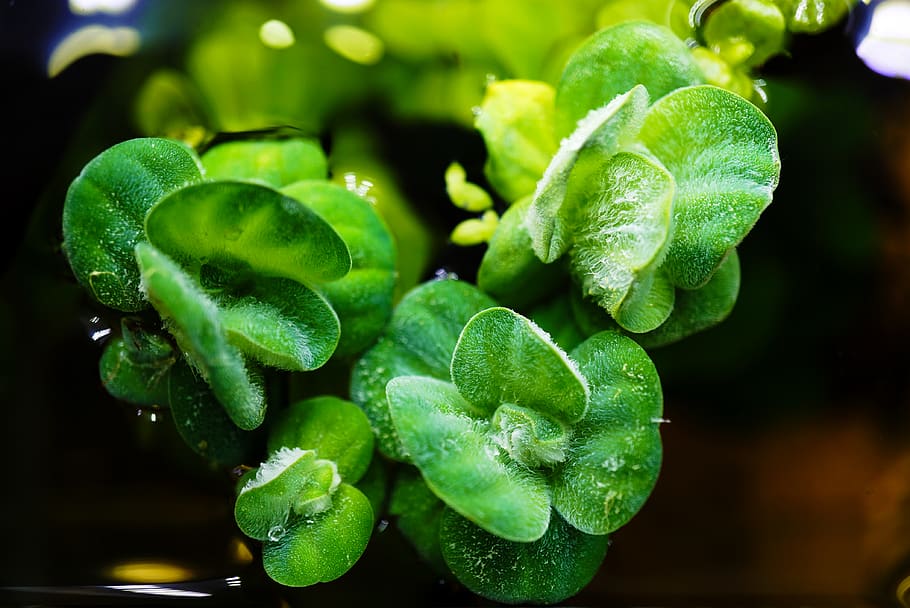 china, beijing, green color, freshness, leaf, close-up, food and drink HD wallpaper