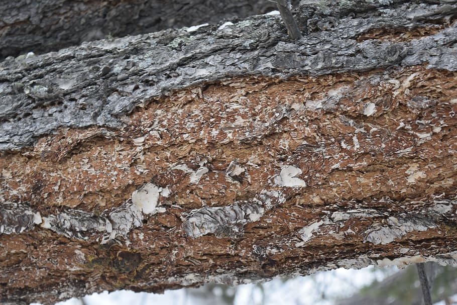 tree, exappiah, textured, no people, close-up, day, cold temperature HD wallpaper